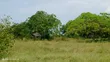 Shamba la Heka 20 Linauzwa Mkwaja, Tanga - 1