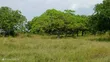 Shamba la Heka 20 Linauzwa Mkwaja, Tanga - 2