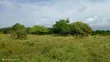 Shamba la Heka 20 Linauzwa Mkwaja, Tanga - 3
