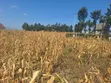 Plot for Sale in Mungushi, Bomang'ombe - 3