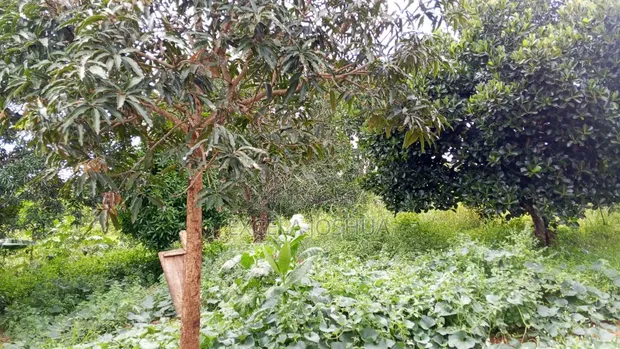 Shamba Linauzwa Mbwewe, Chalinze, Pwani - 1