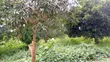 Shamba Linauzwa Mbwewe, Chalinze, Pwani - 1