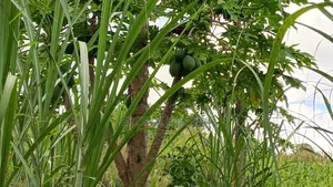 Farm Land for Sale, Mbwewe, Chalinze, Pwani