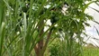 Shamba Linauzwa Mbwewe, Chalinze, Pwani - 2