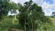 Shamba Linauzwa Mbwewe, Chalinze, Pwani - 3