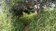 Shamba Linauzwa Mbwewe, Chalinze, Pwani - 4
