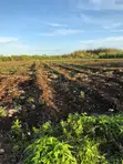 Negotiable: 2 Hectares Equipped Land (Water, Electricity) - Pete, Jozani - 2