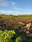 Negotiable: 2 Hectares Equipped Land (Water, Electricity) - Pete, Jozani - 3