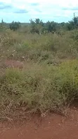 Farmland for Sale in Madaba, Songea - 1
