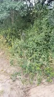 Farmland for Sale in Madaba, Songea - 2