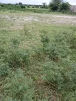 365 Hectares Farmland for Sale, Njombe Lupembe - 1