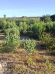 365 Hectares Farmland for Sale, Njombe Lupembe - 2