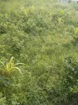 Maeneo Bora kwa Ajili ya Uuzaji Mkuranga, Pwani (Eka 6.5 na 6) - 1