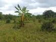 6 Acres Land for Sale, Mbwewe Chalinze - 1