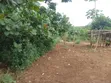 6 Acres Land for Sale, Mbwewe Chalinze - 3