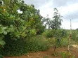 6 Acres Land for Sale, Mbwewe Chalinze - 5