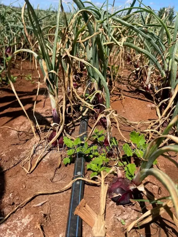10cm Drip Tape for Onion Irrigation - 1