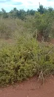 159 Acre Farm for Sale, Mihono Pwani - 2