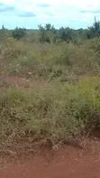 159 Acre Farm for Sale, Mihono Pwani - 3