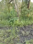 159 Acre Farm for Sale, Mihono Pwani - 4
