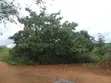 6 Acres Farm for Sale in Mbwewe, Chalinze - 2