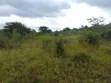 6 Acres Farm for Sale in Mbwewe, Chalinze - 4