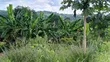 20 Acres Farm Land for Sale in Chalinze Mbwewe - 2