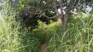 20 Acres Farm Land for Sale in Chalinze Mbwewe