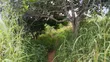20 Acres Farm Land for Sale in Chalinze Mbwewe - 3