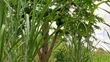20 Acres Farm Land for Sale in Chalinze Mbwewe - 4