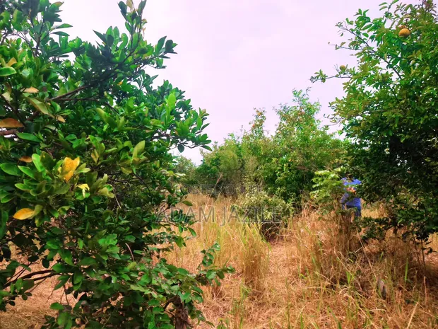 21 Acres Farm for Sale, Fukayosi Bagamoyo - 1
