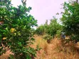 21 Acres Farm for Sale, Fukayosi Bagamoyo - 1