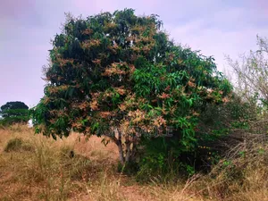 21 Acres Farm for Sale, Fukayosi Bagamoyo