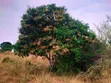 21 Acres Farm for Sale, Fukayosi Bagamoyo - 2