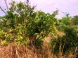 21 Acres Farm for Sale, Fukayosi Bagamoyo - 3