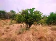 21 Acres Farm for Sale, Fukayosi Bagamoyo - 4