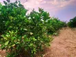 21 Acres Farm for Sale, Fukayosi Bagamoyo - 5