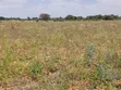 23.9 Acre Farmland for Sale in Arusha - 1