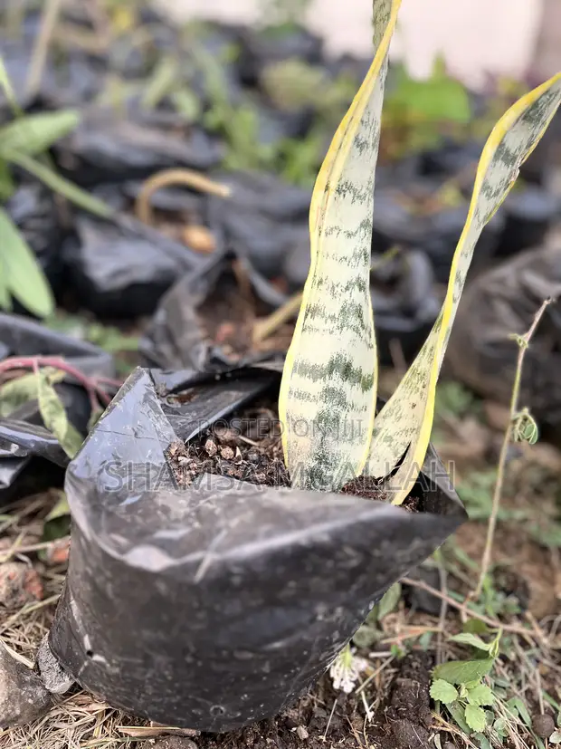 Mmea wa Ulimi wa Mama Mkwe (Sansevieria trifasciata) - Kwenye Mfuko - 1