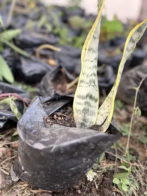 Mmea wa Ulimi wa Mama Mkwe (Sansevieria trifasciata) - Kwenye Mfuko