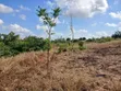 Residential Plot for Sale, Bunju Near Environmental College - 3