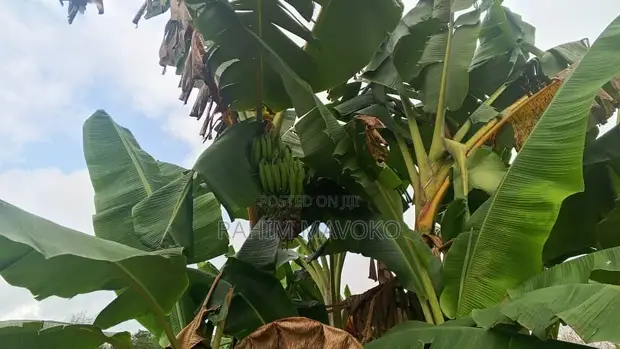 30 Hectares Farm for Sale, Mbwewe - 1