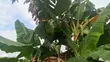30 Hectares Farm for Sale, Mbwewe - 1
