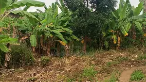 30 Hectares Farm for Sale, Mbwewe