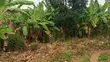 30 Hectares Farm for Sale, Mbwewe - 2