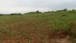 30 Hectares Farm for Sale, Mbwewe - 4