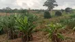 30 Hectares Farm for Sale, Mbwewe - 5