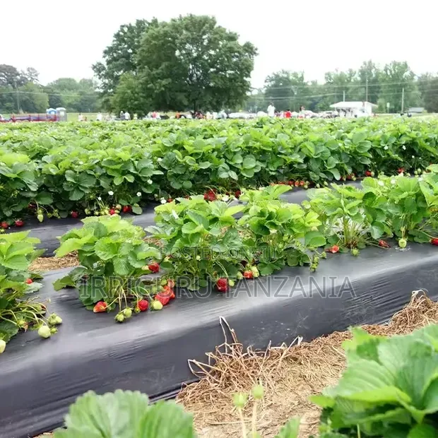 White Mulching Film - 1