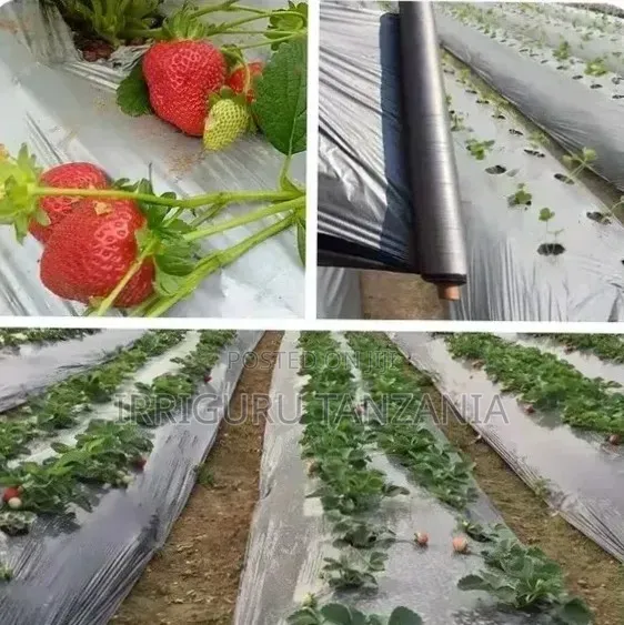 Filamu ya Mboji ya Strawberry - 1