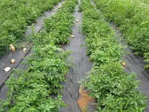Lettuce Mulch Film - 1